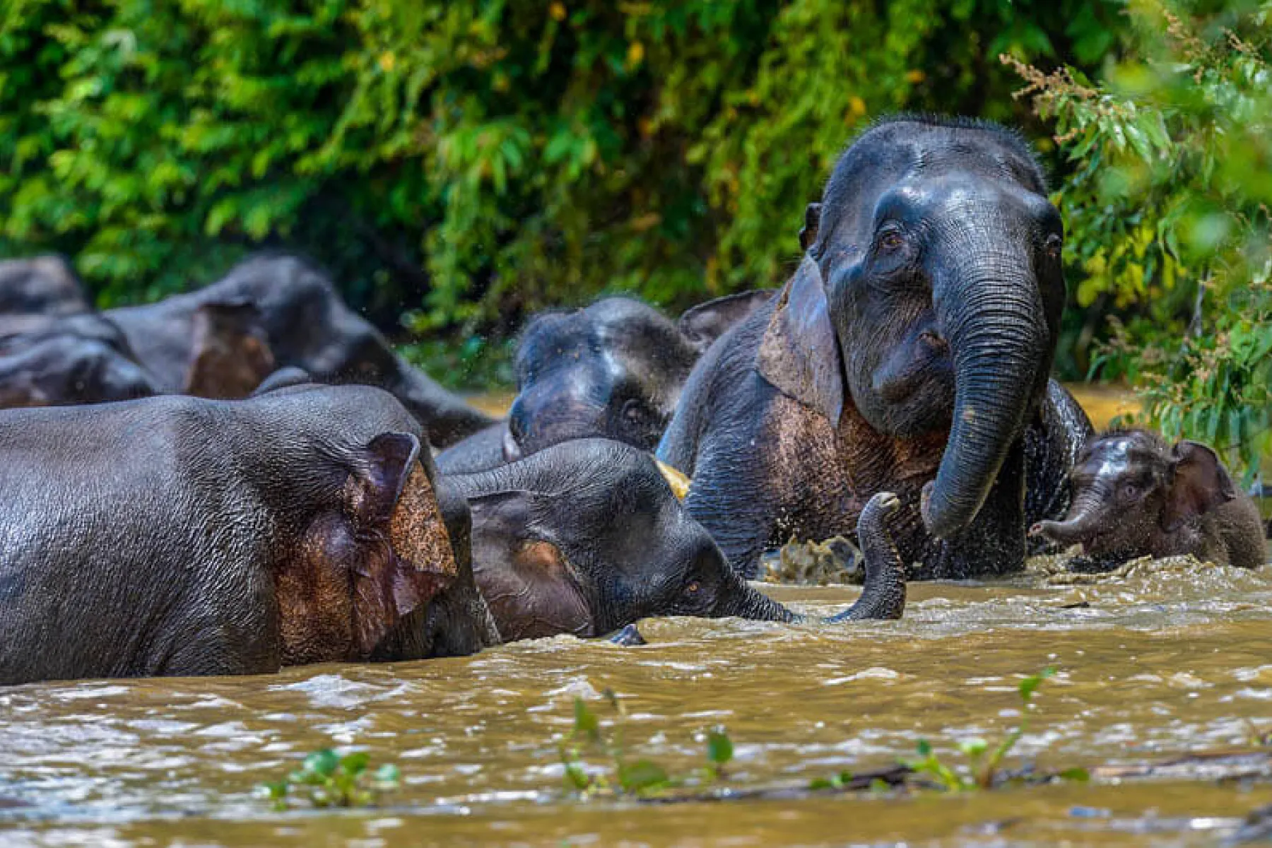 A herd of Bornean Pygmy Elephants crossing the Kinabatangan River