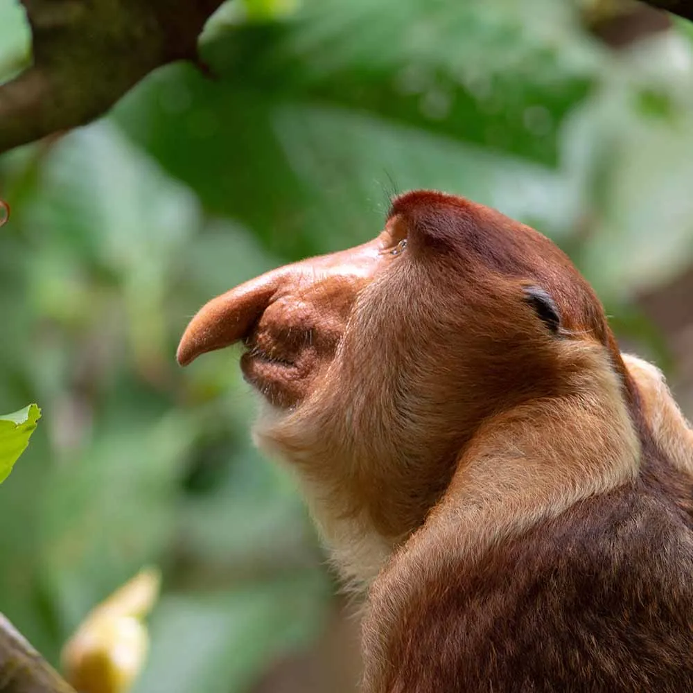 Borneo Primates