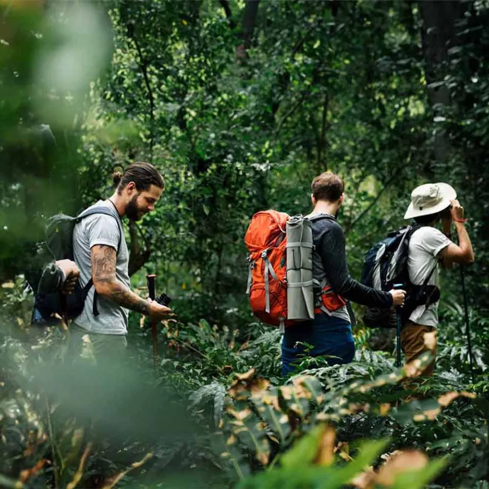 Things To Do - Jungle Trekking in Borneo's Rainforest