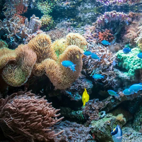 Dive Sipadan-Mabul
