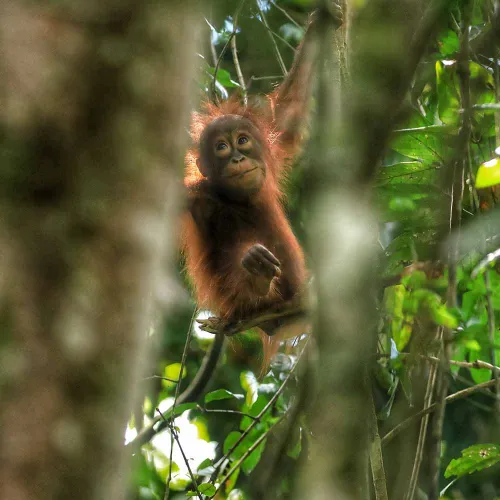 Sepilok Wildlife