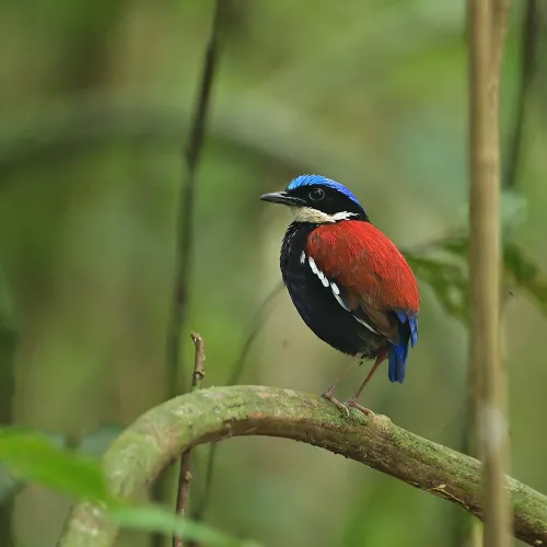 Birding In Borneo