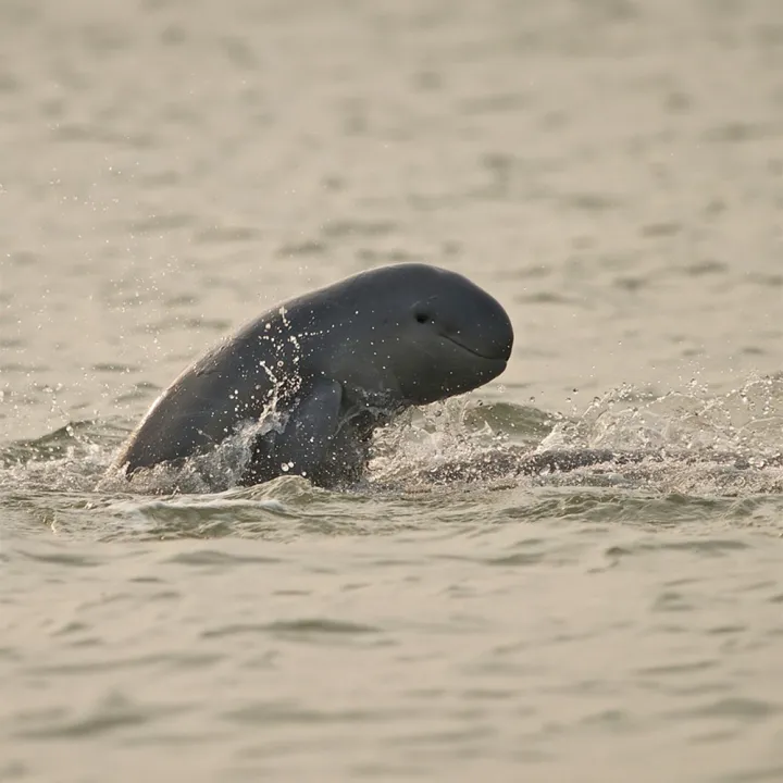 Morning Dolphin Cruise