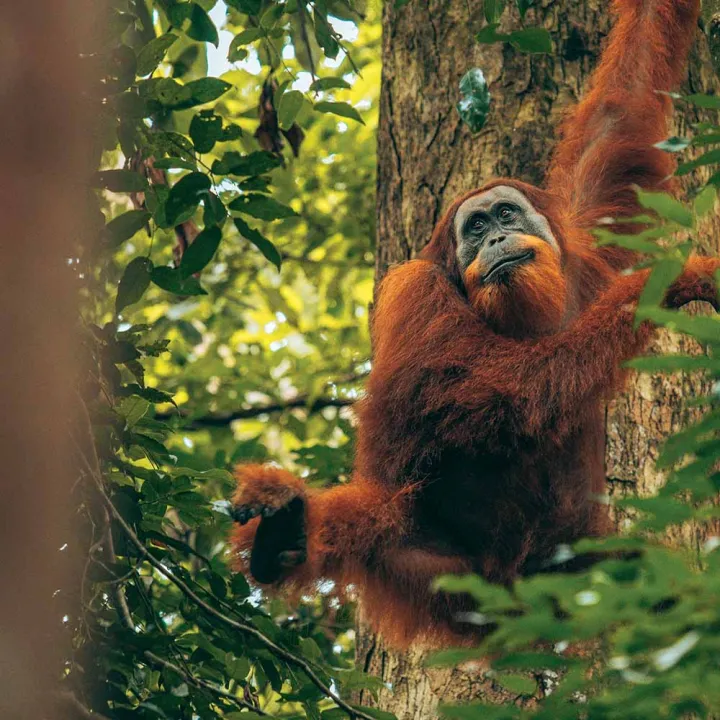 Orang Utan Search