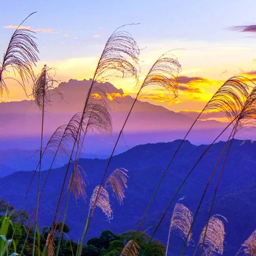 Sabah Nature Safari
