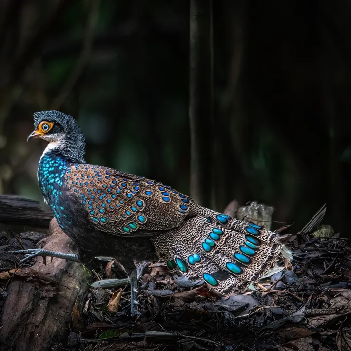 Borneo Through the Lens: Birding and Wildlife Photography Expedition