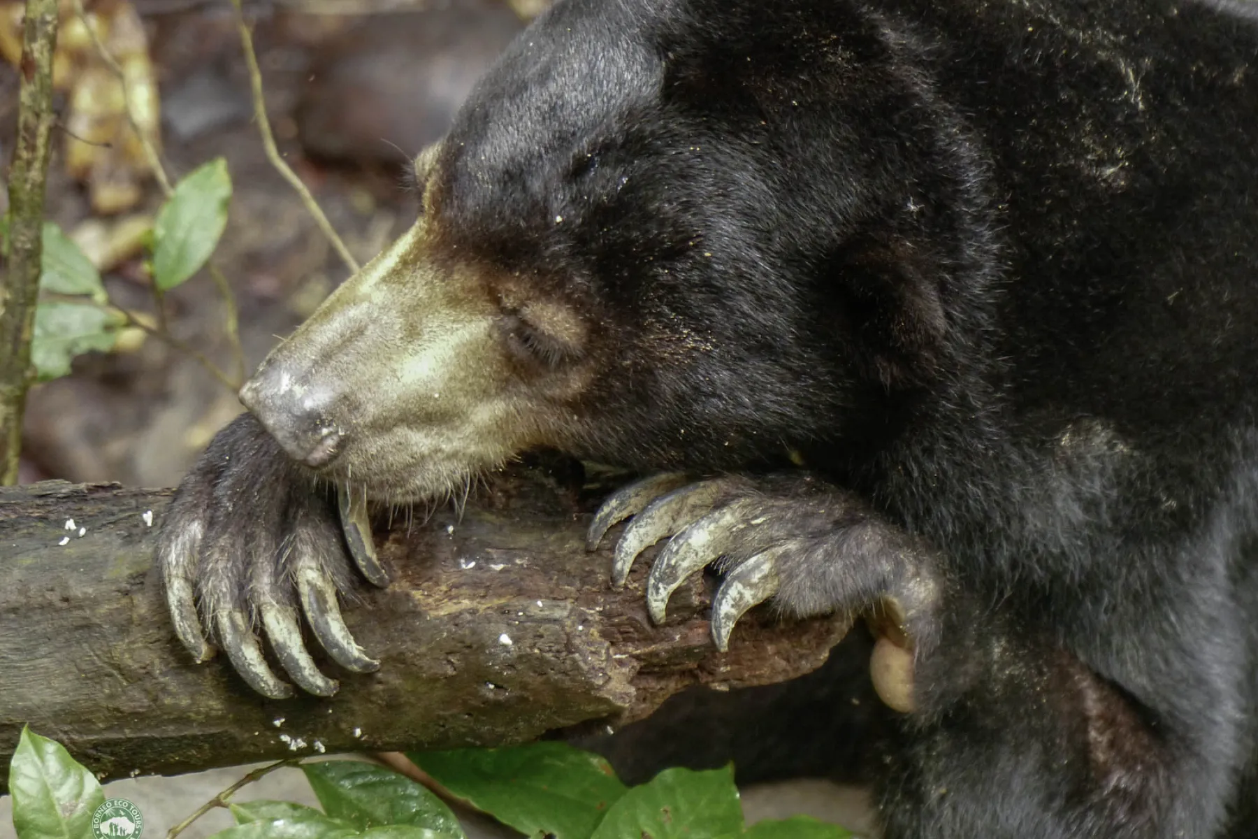 Borneo Sunbear
