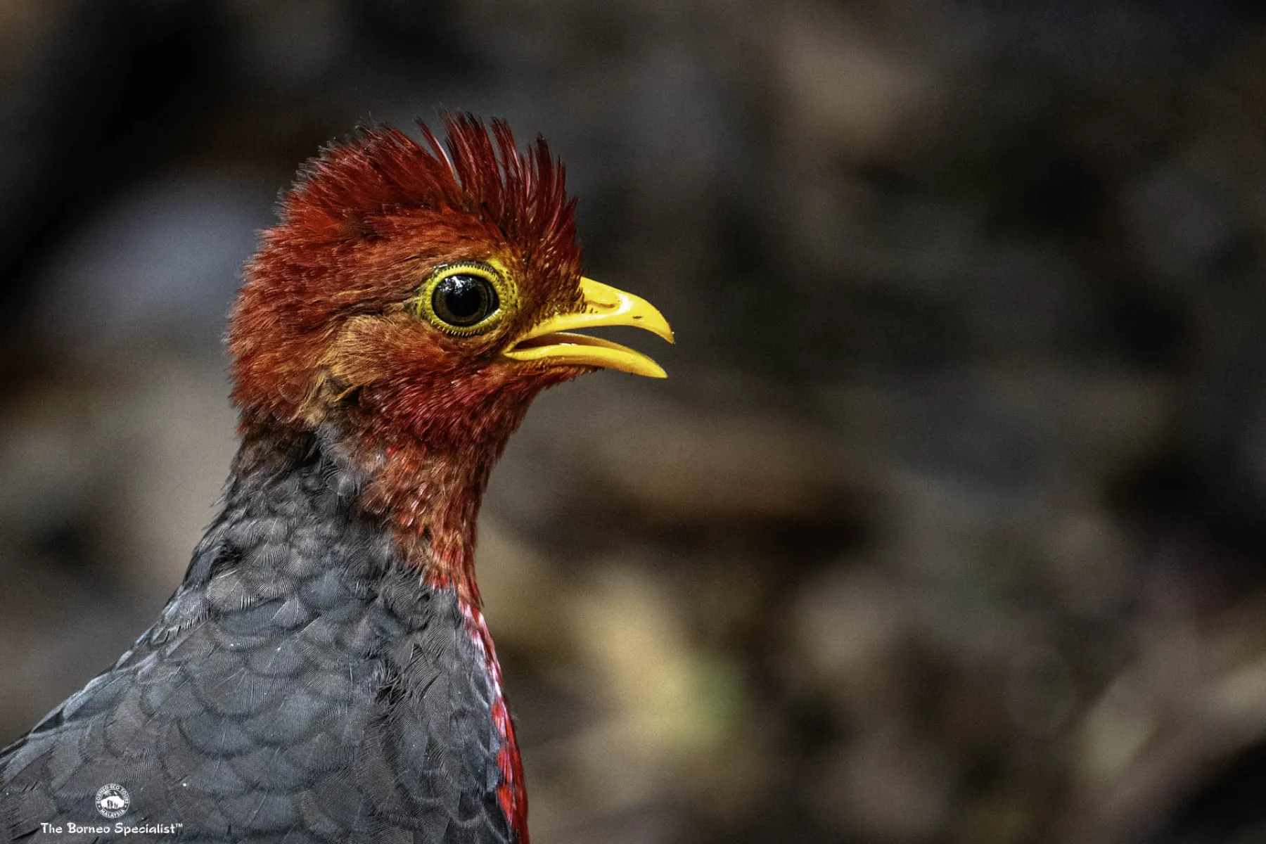 Crimson Headed Partridge