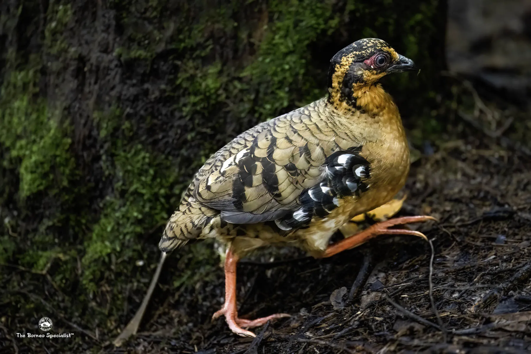Red breasted partridge