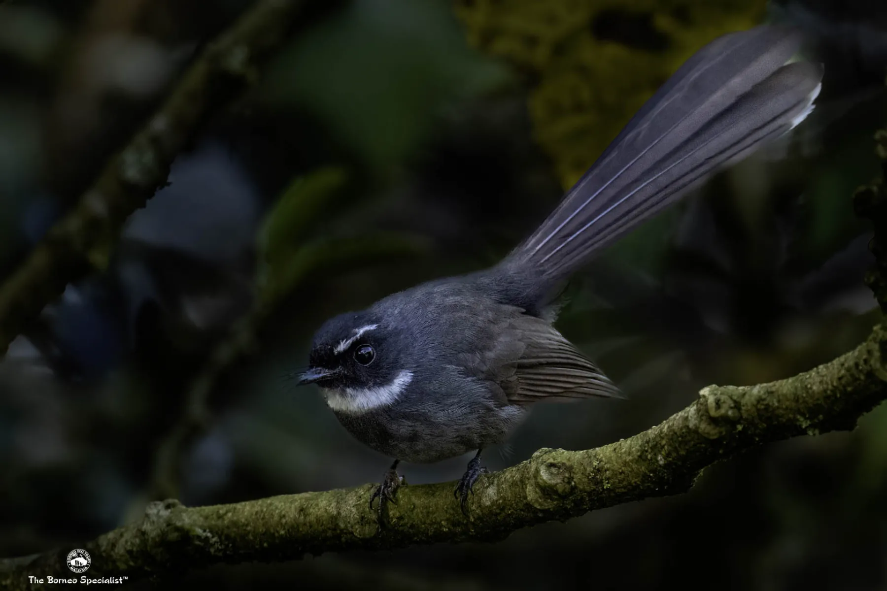 White-throated fantail