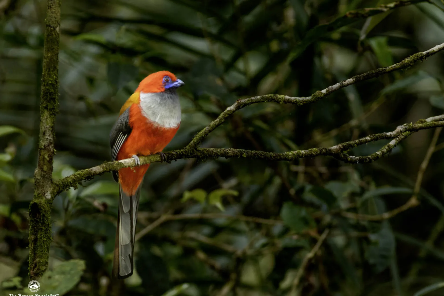 Whitehead Trogon