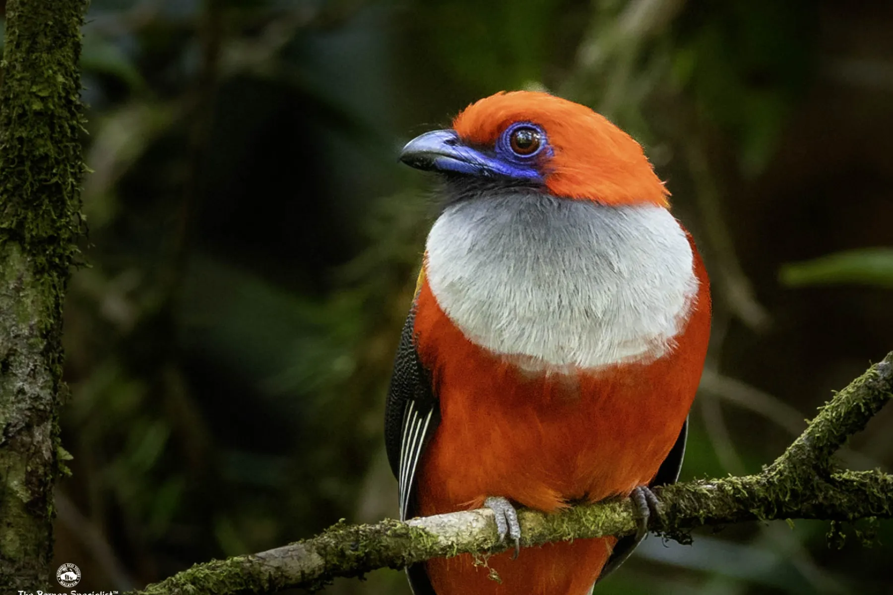 Whitehead's trogon