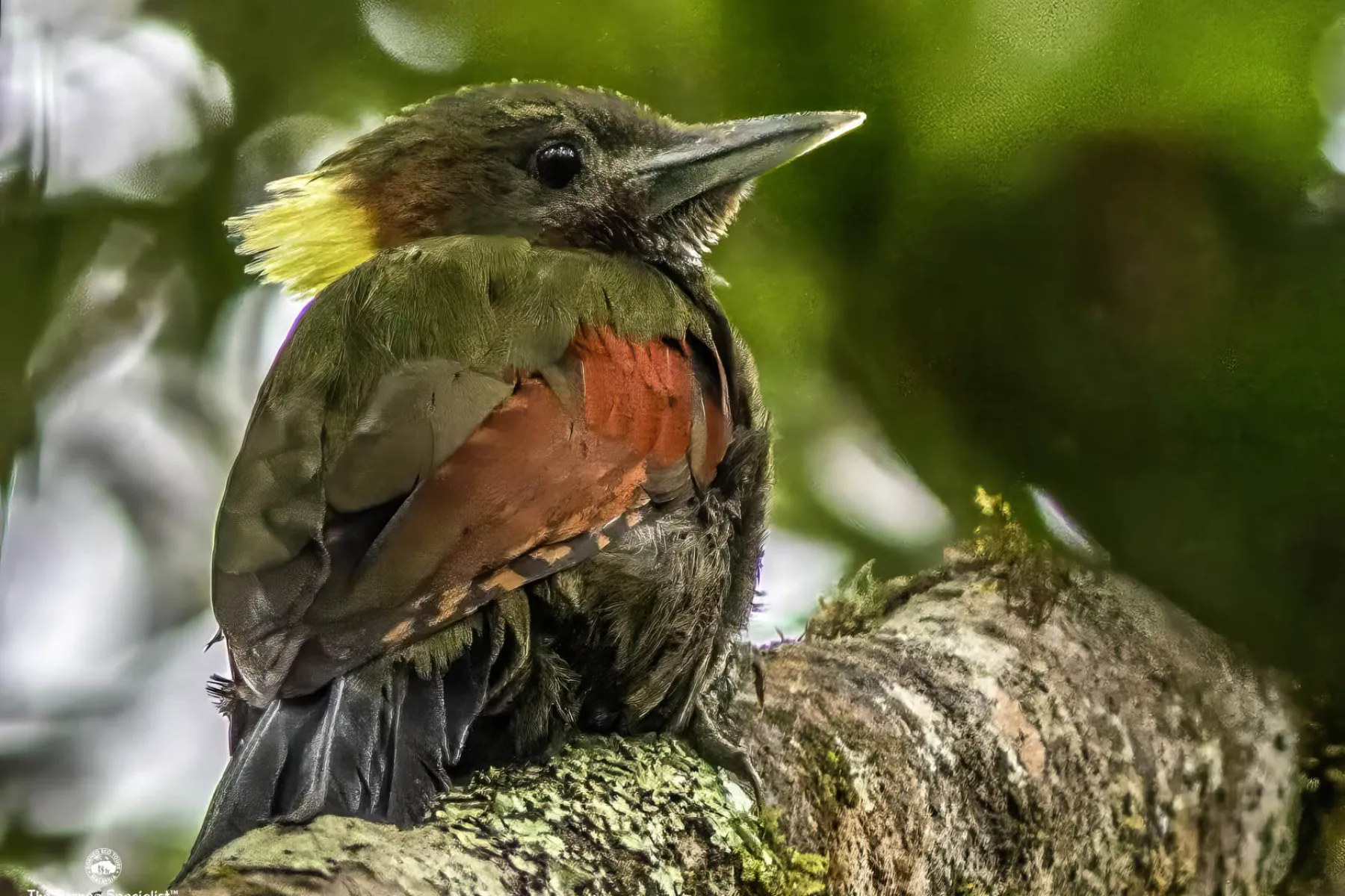 Woodpecker