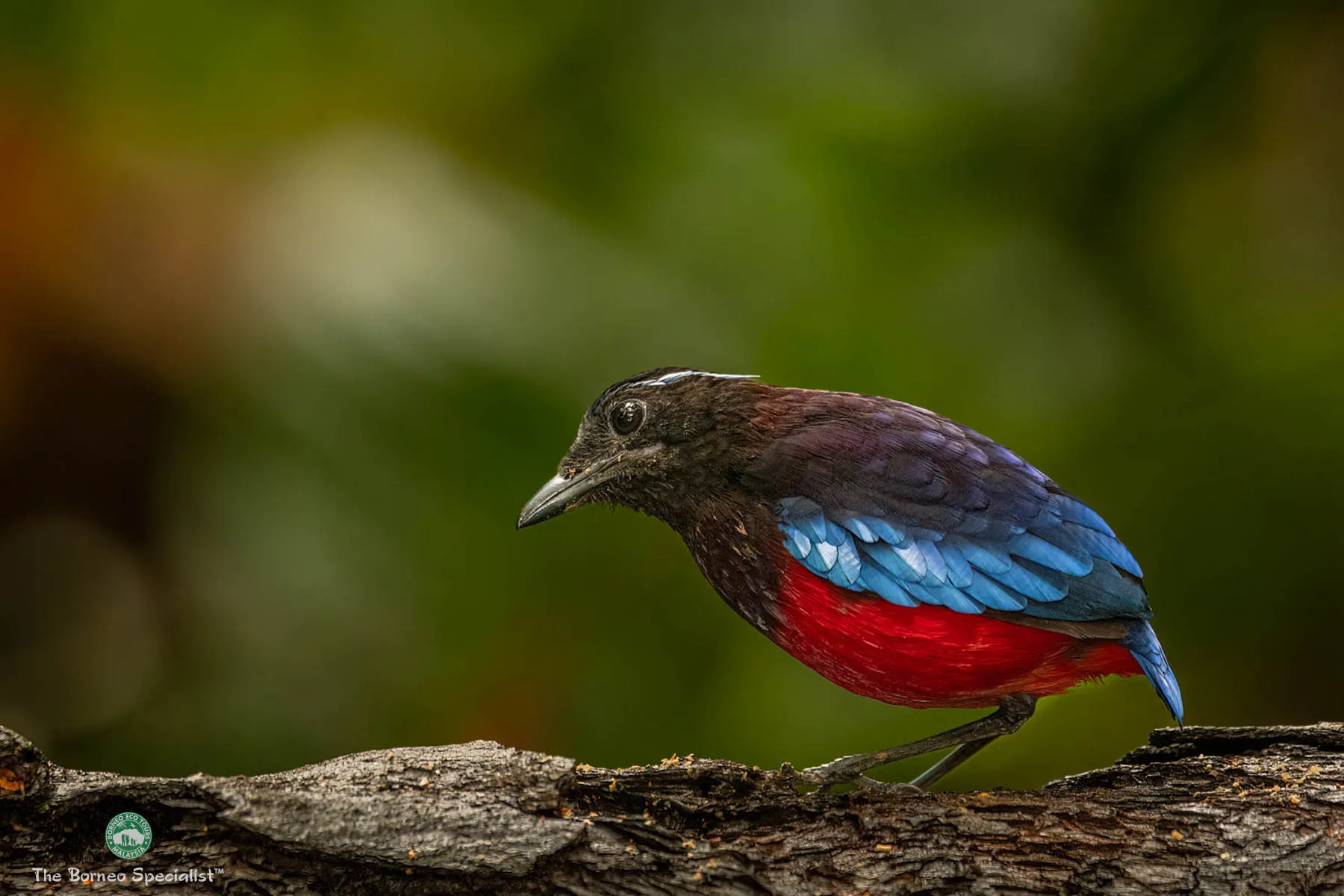 Black crowned pitta