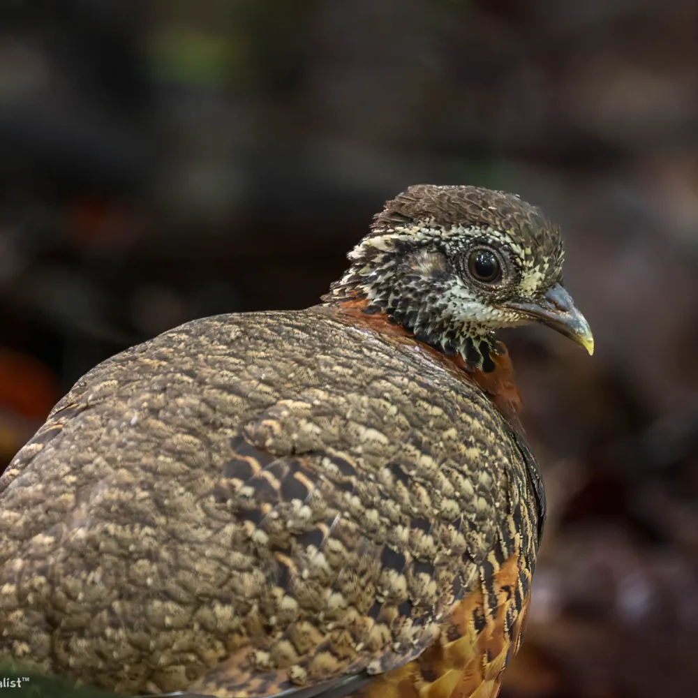 Things To Do - Birding in Borneo with More than 700 Different Birds