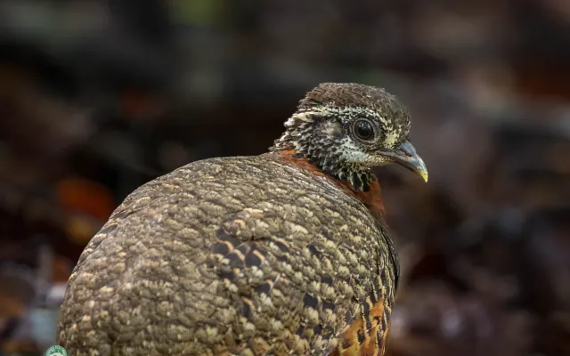 Birding in Borneo with More than 700 Different Birds