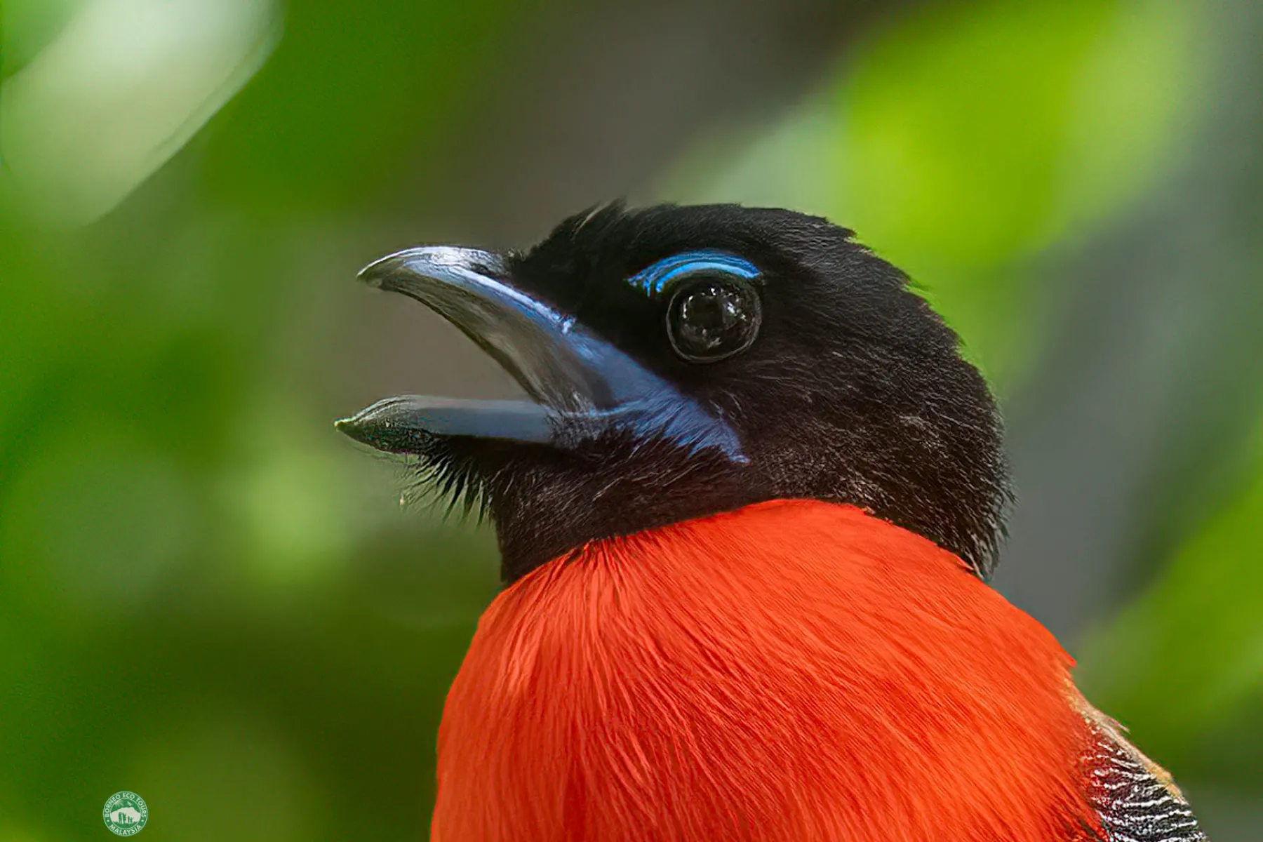 Scarlet rumped trogon