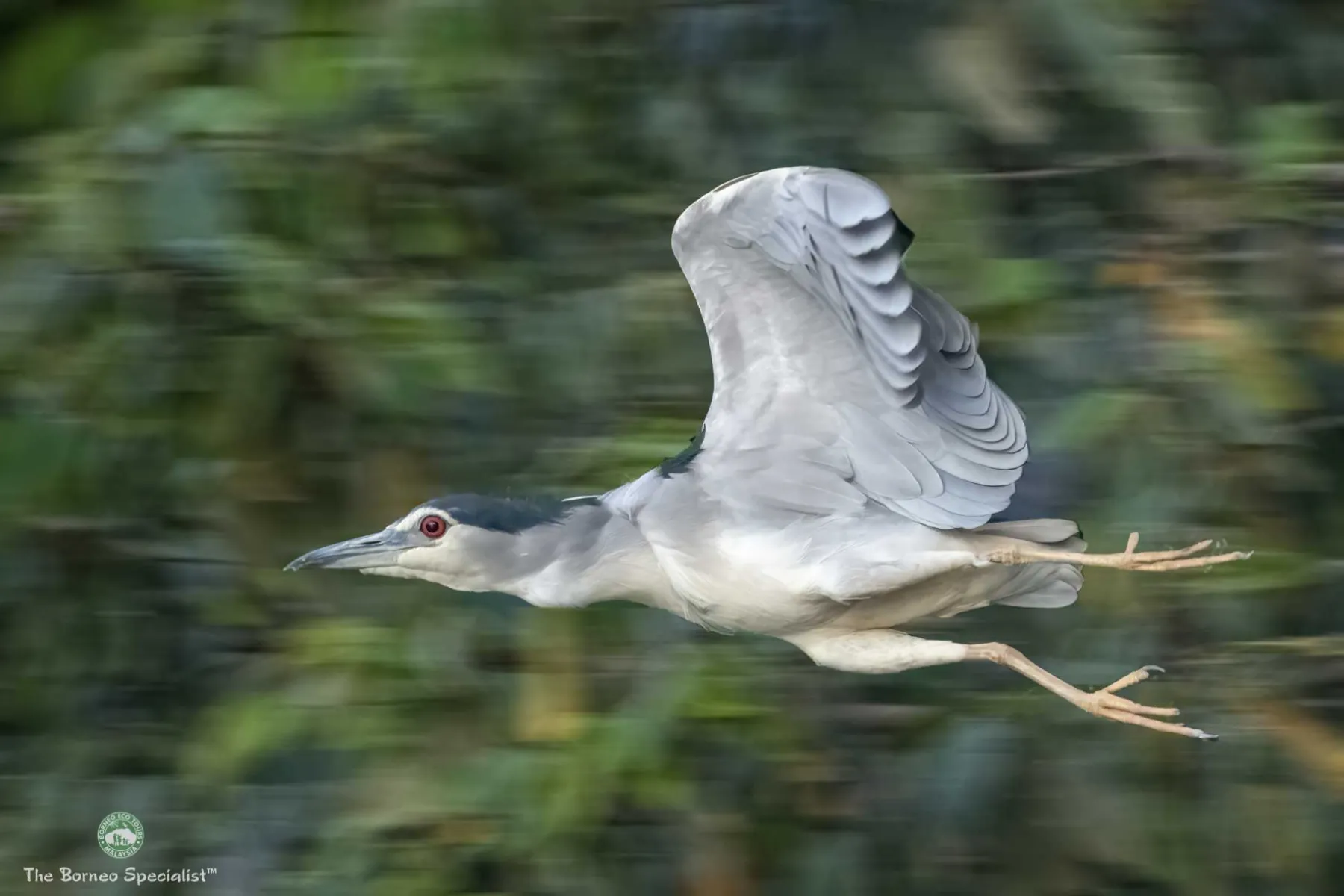 black crowned heron