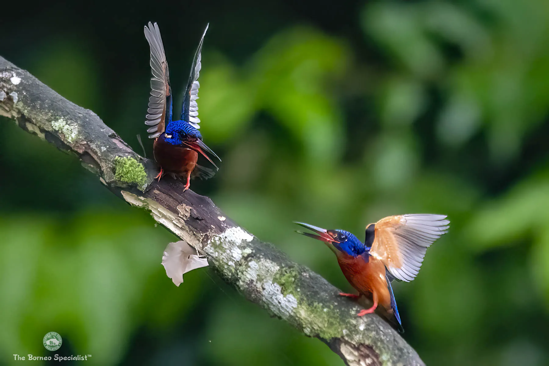 blue eared kingfisher