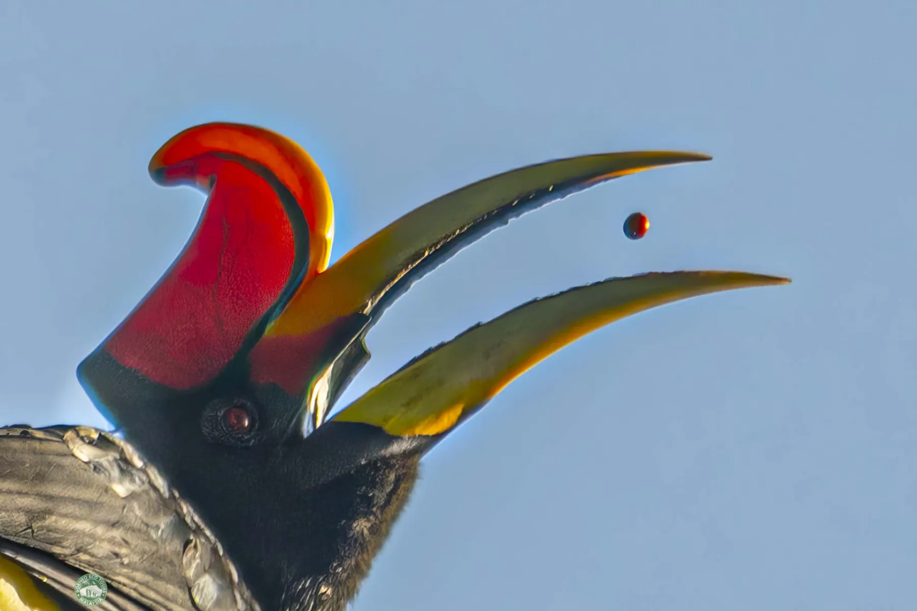 Rhinoceros hornbill