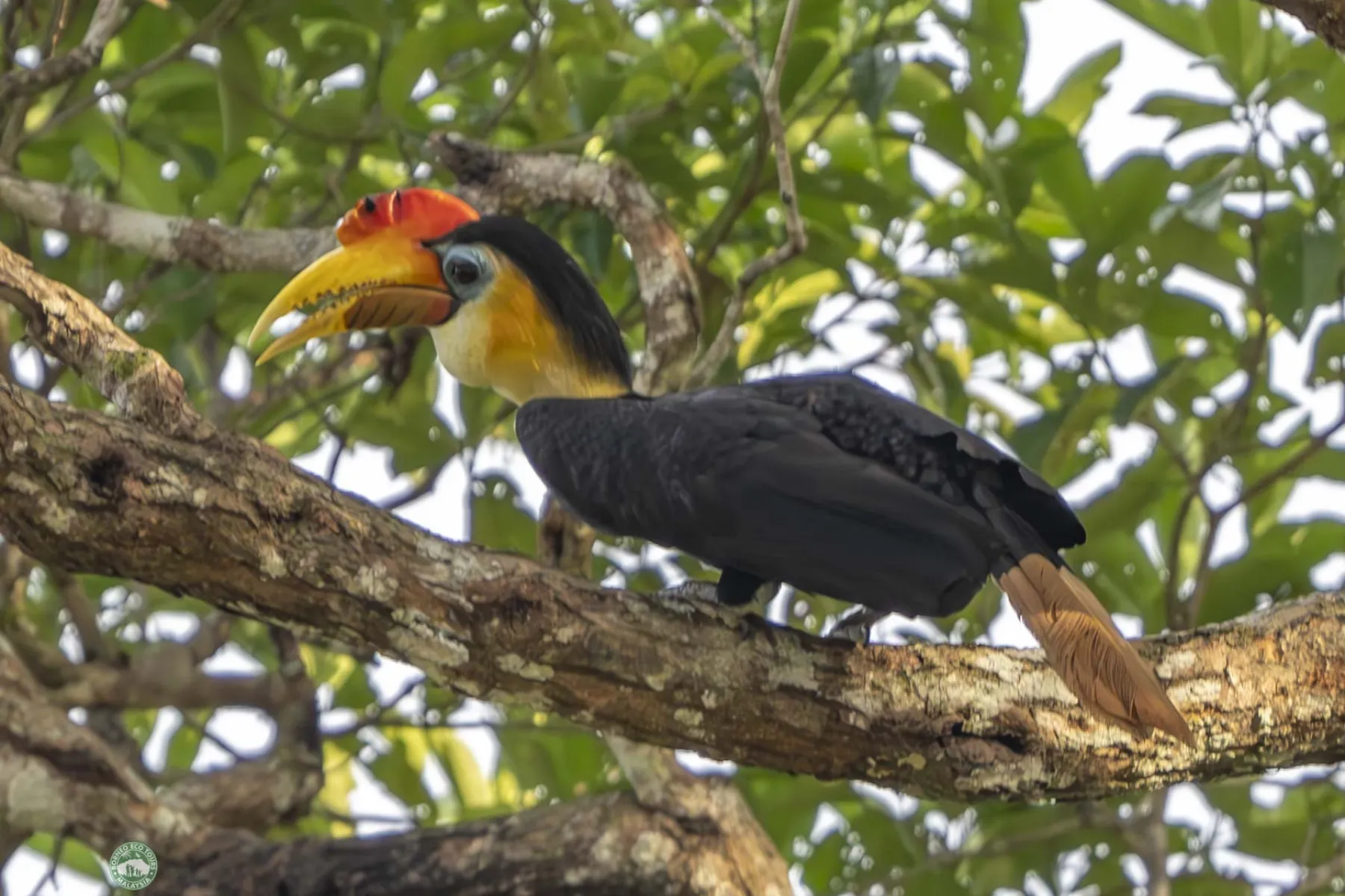 Wreathed hornbill