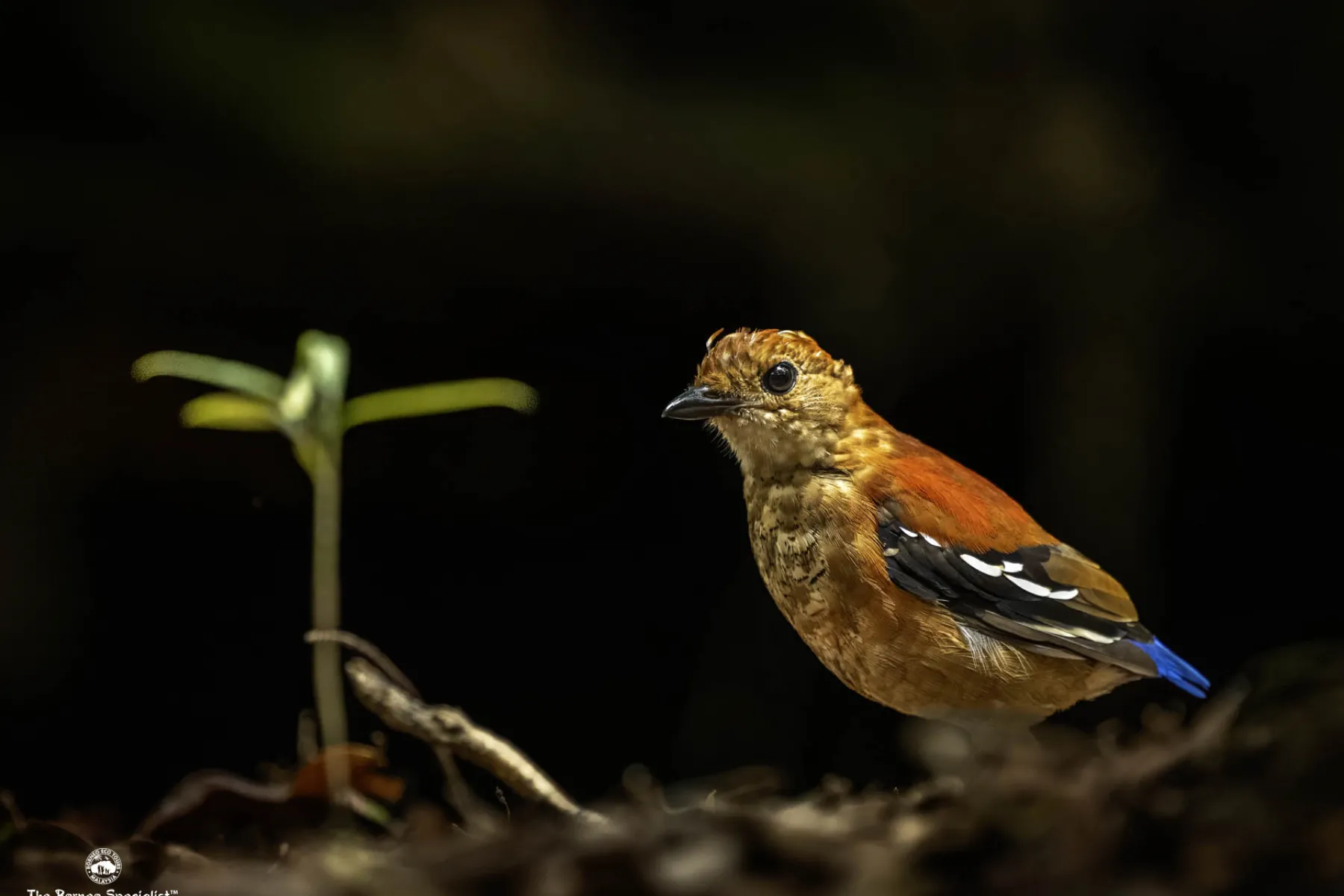 Blue headed pitta female