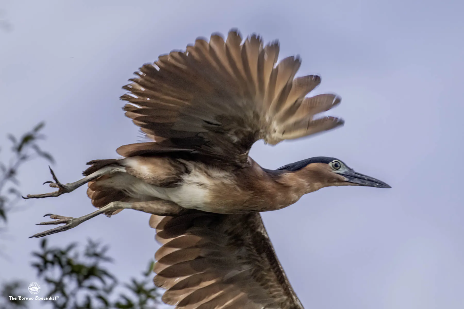 Rufous nankeen night heron
