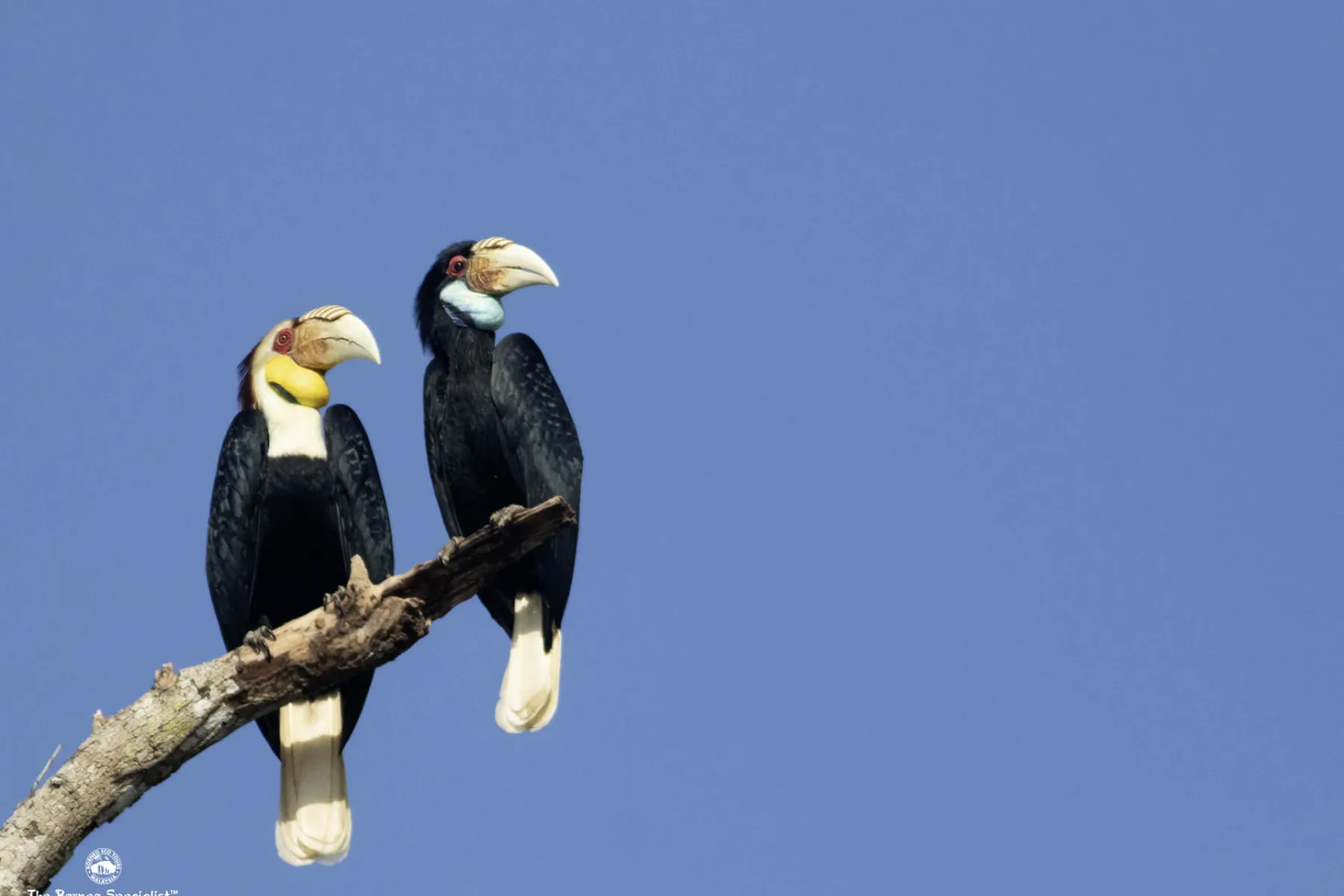Wreathed hornbill