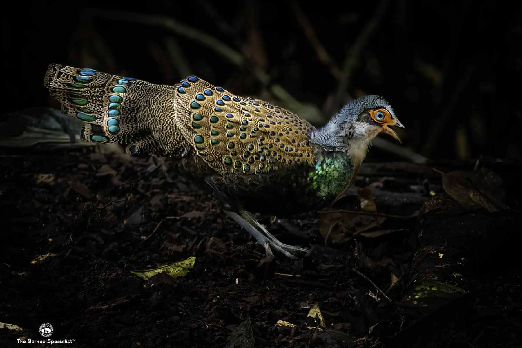 Bornean Peacock Pheasant