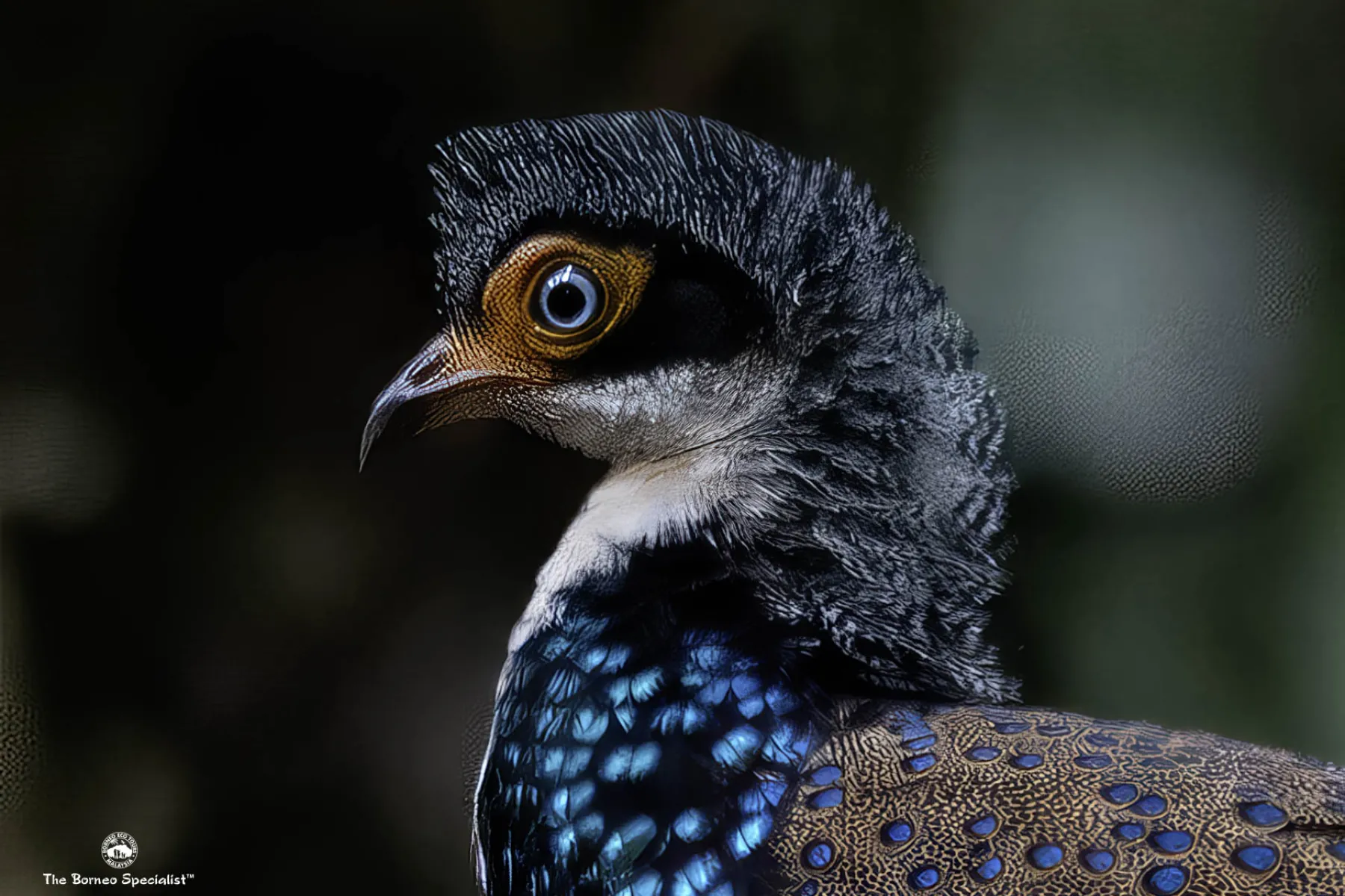 Bornean Peacock Pheasant