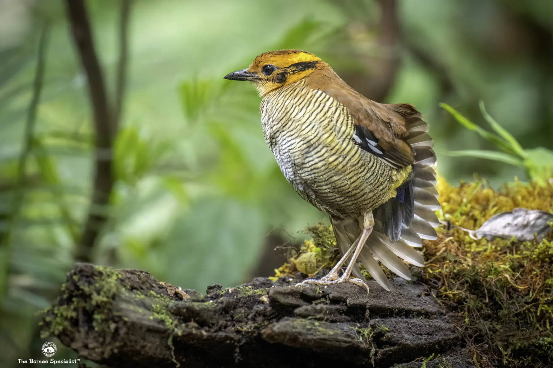 Bornean banded pitta female