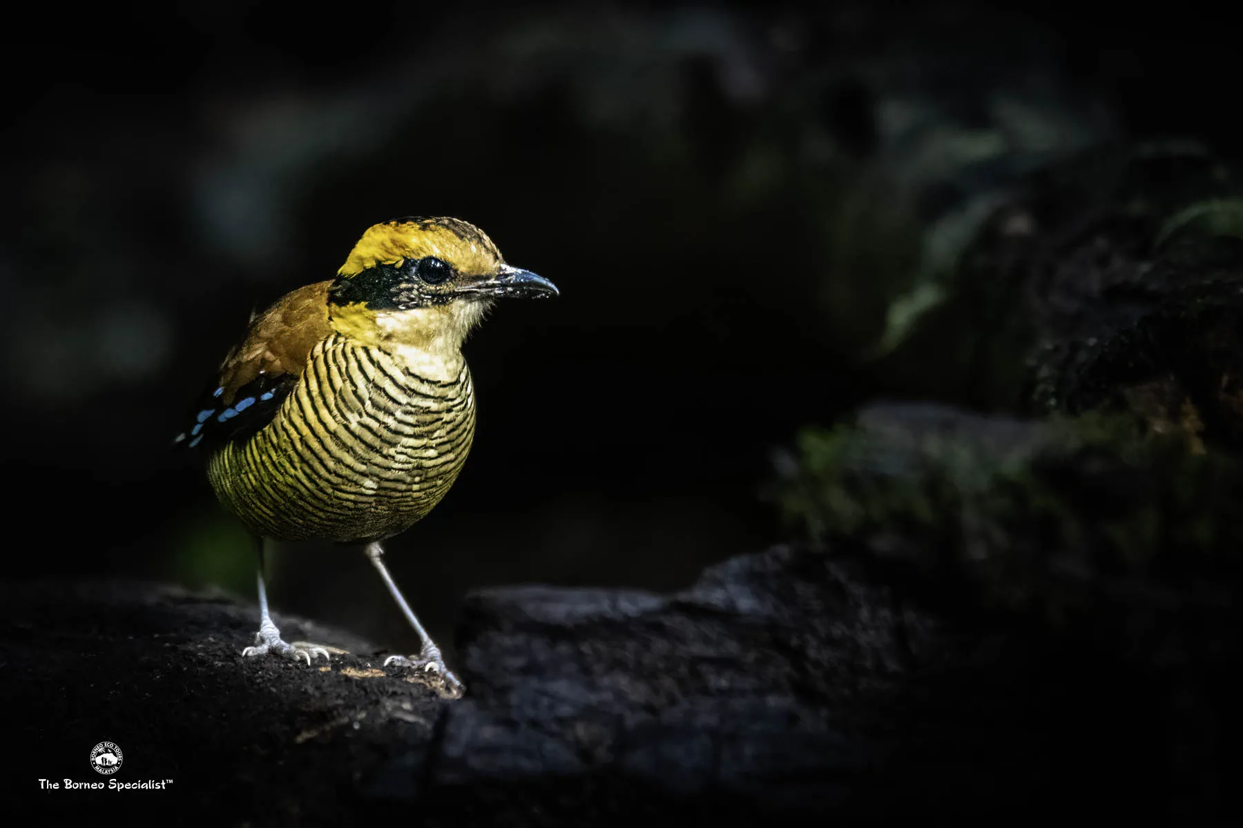 Bornean Banded Pitta