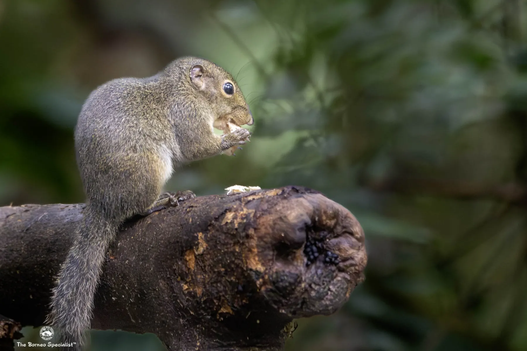 Bornean Mountain Ground Squirrel