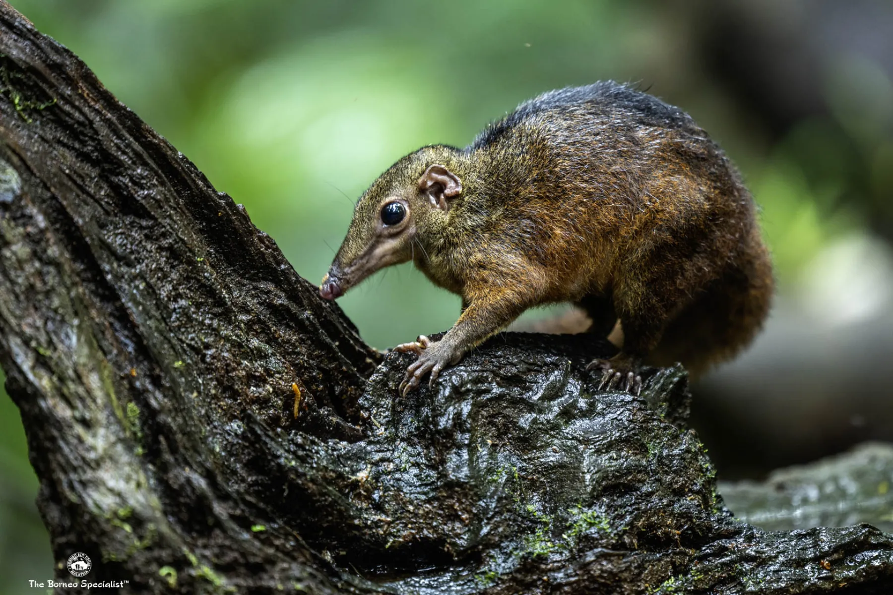 Bornean Treeshrew