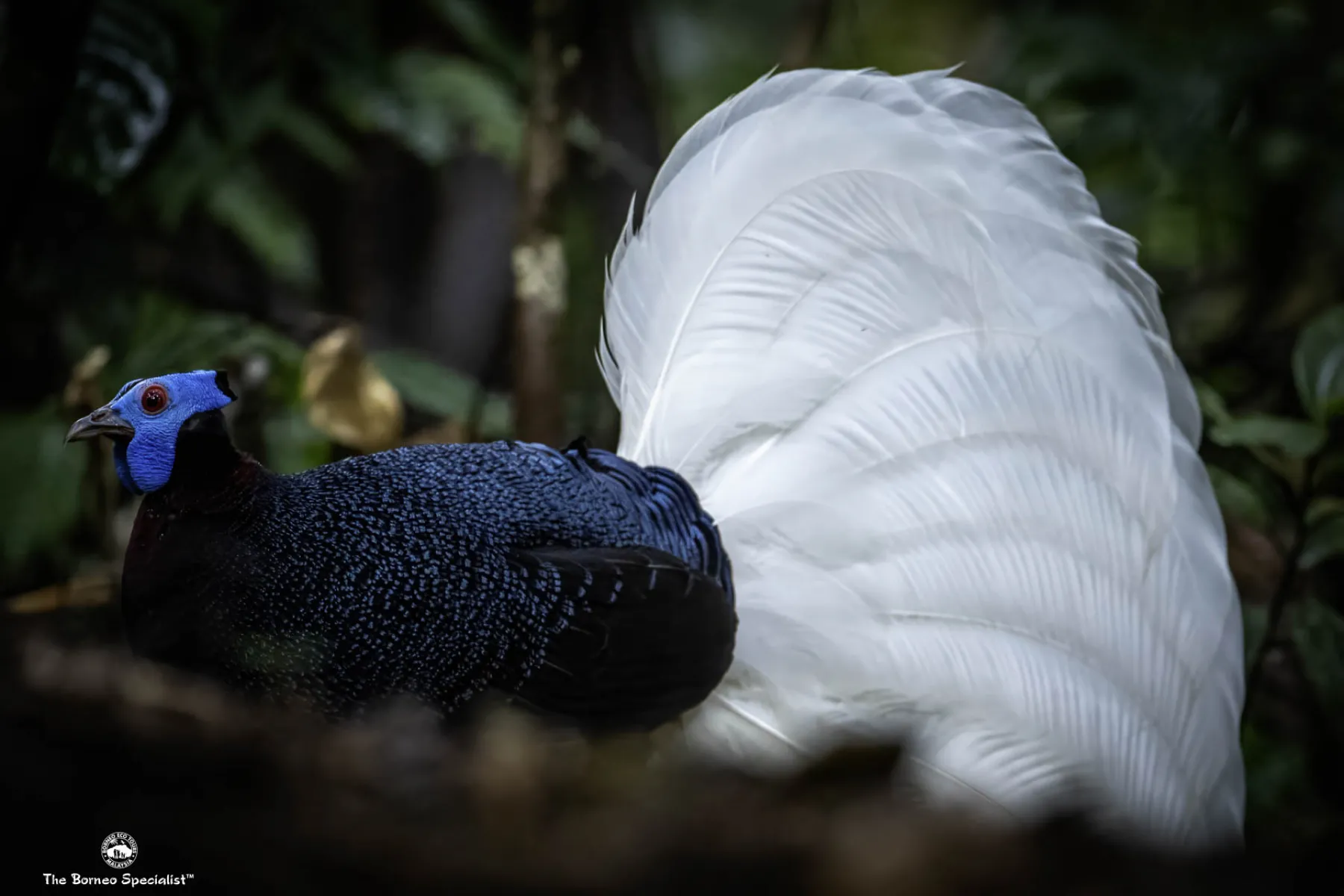 Bulwer's pheasant