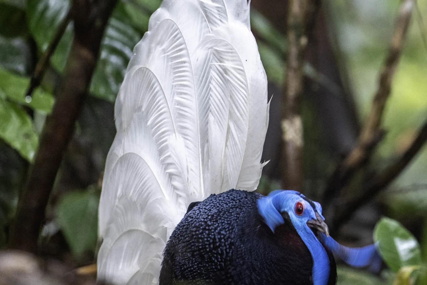 Bulwer's pheasant