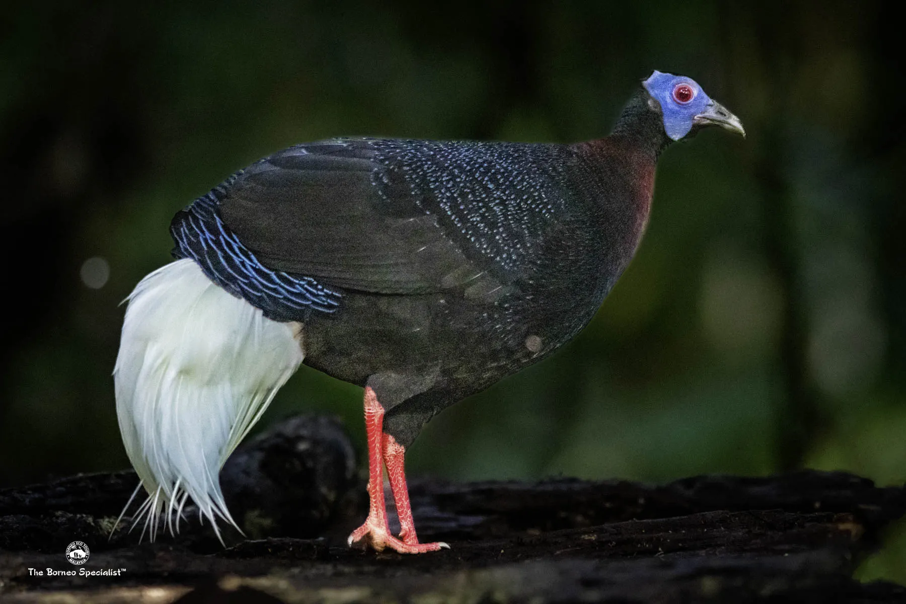 Bulwer's Pheasant