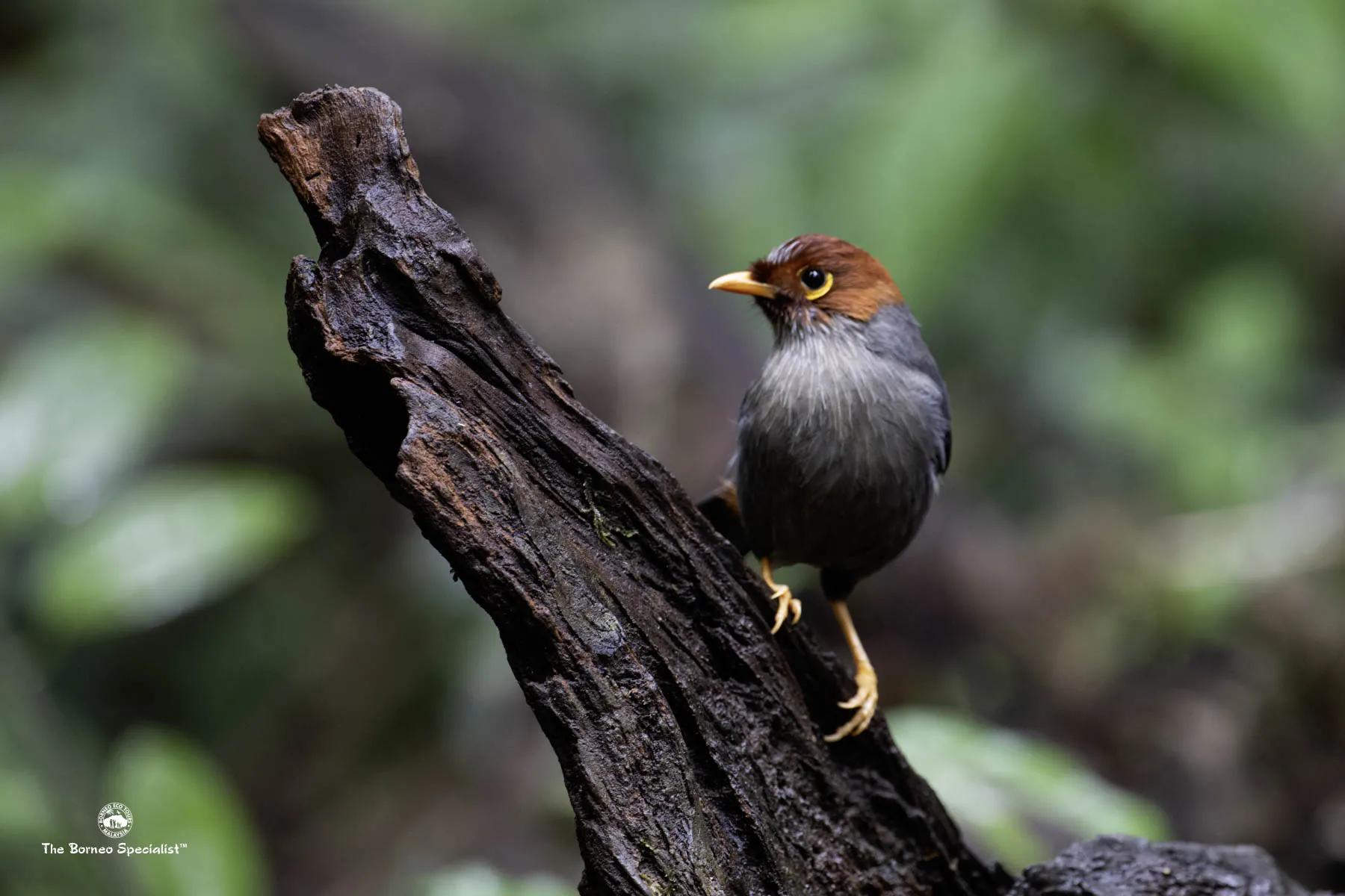 Chestnut Hooded Laughingthrush