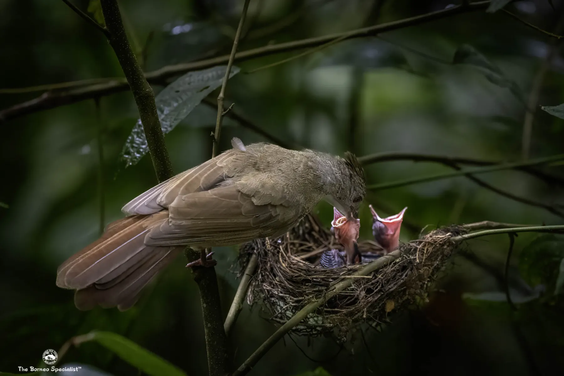 Penan bulbul