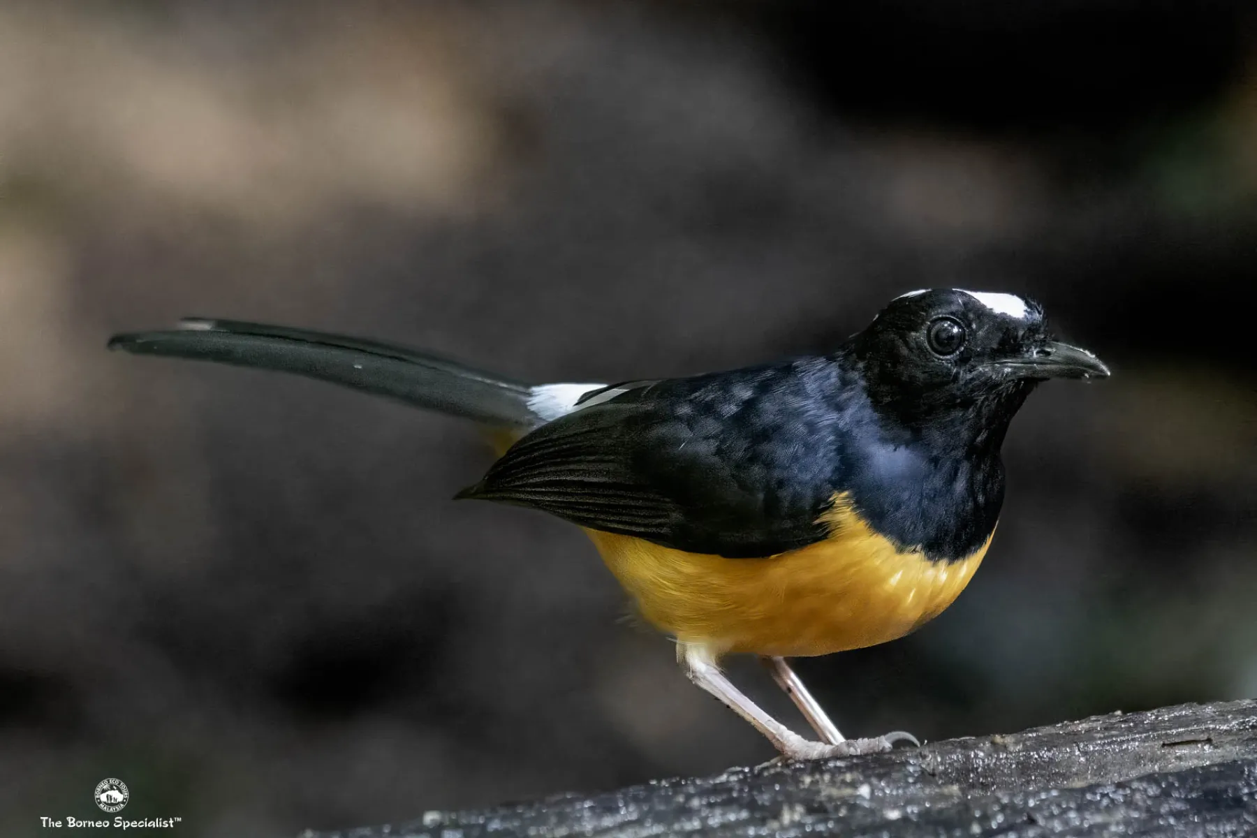White Crowned Shama