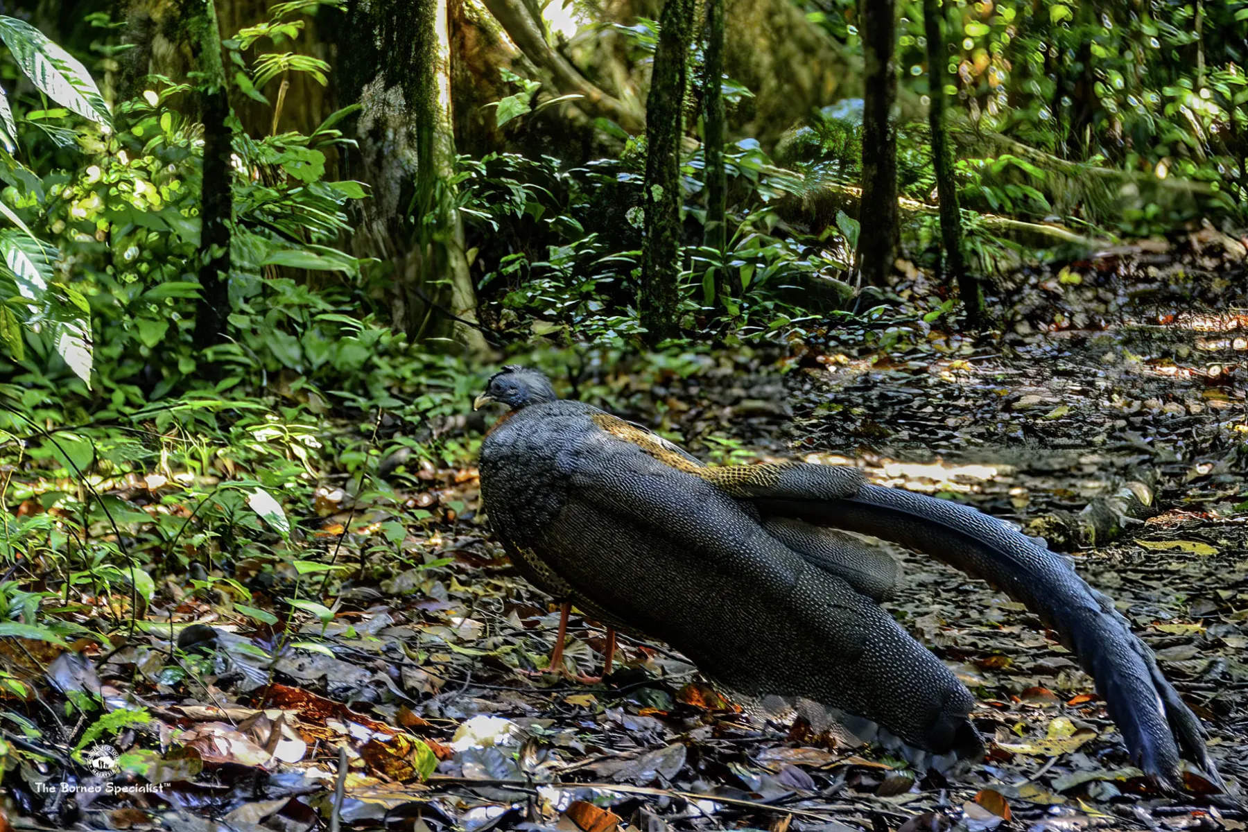 Argus pheasant
