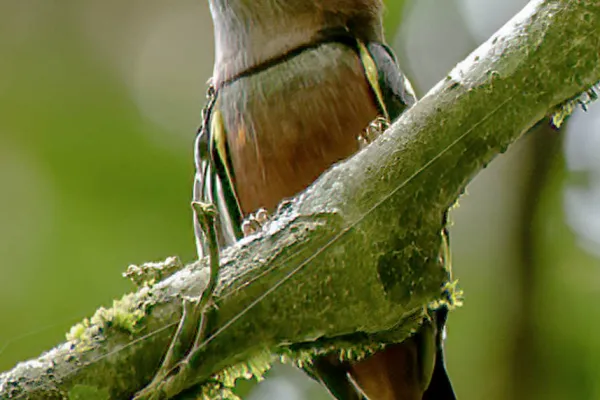 Danum Valley Field Centre - Day 3