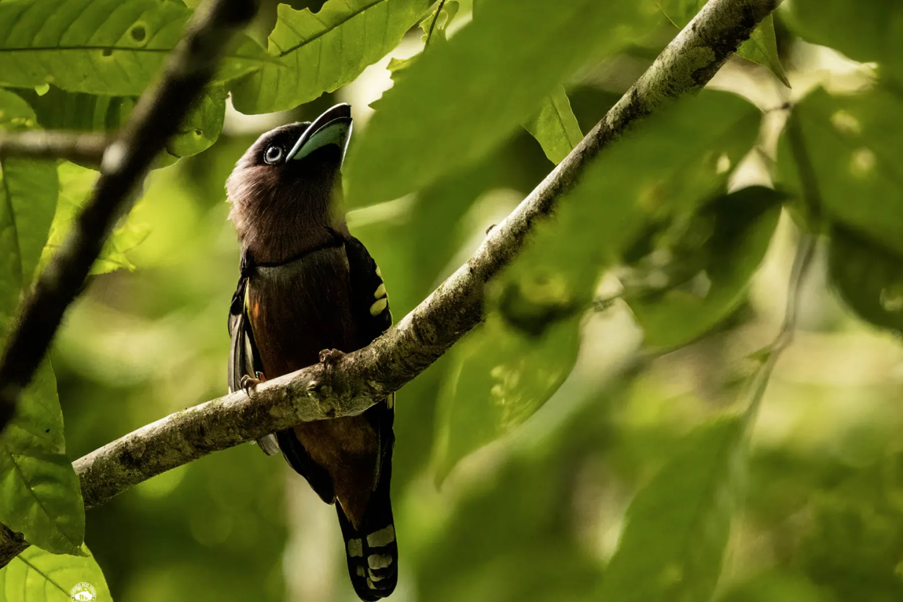 Banded Pitta