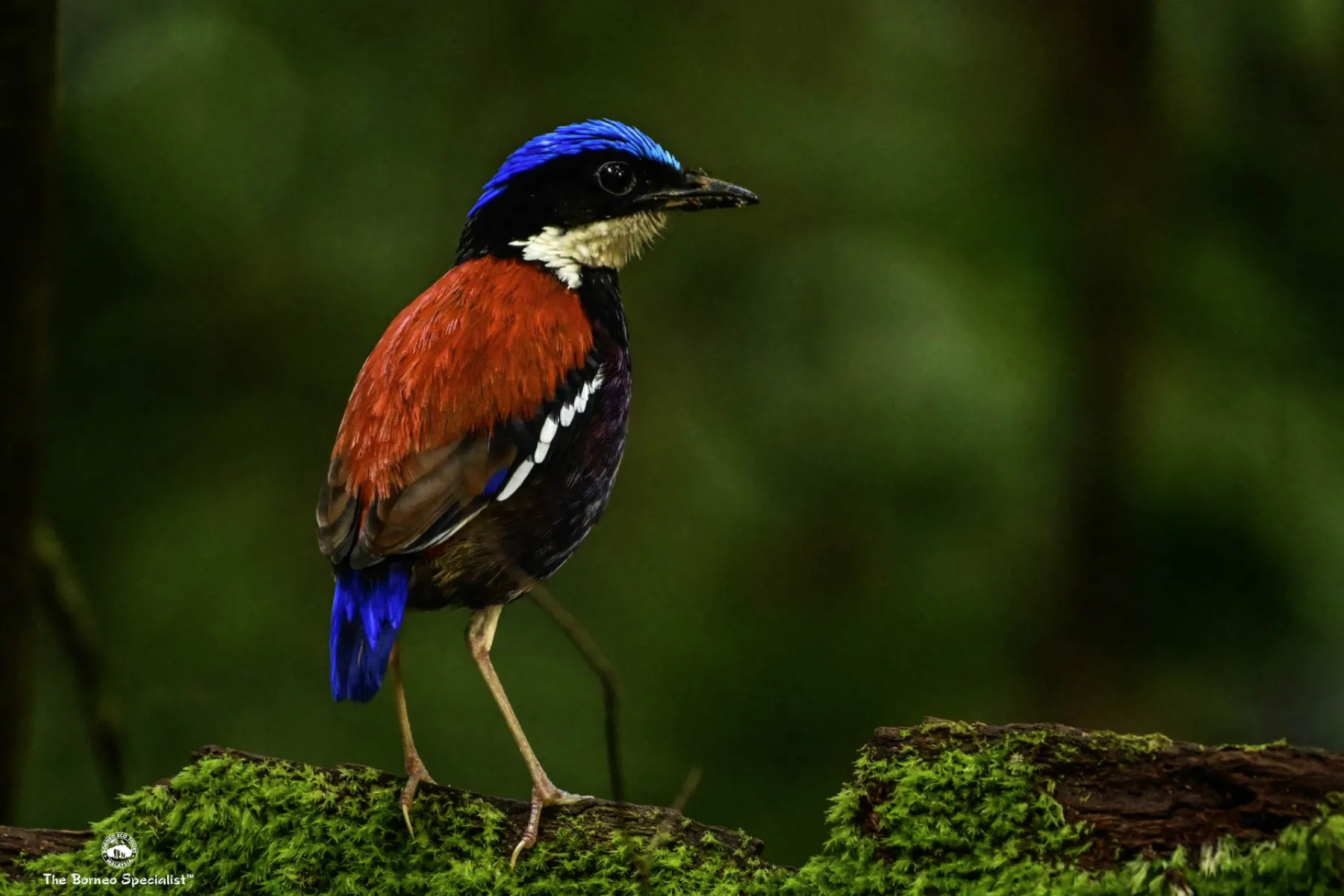 Blue banded pitta