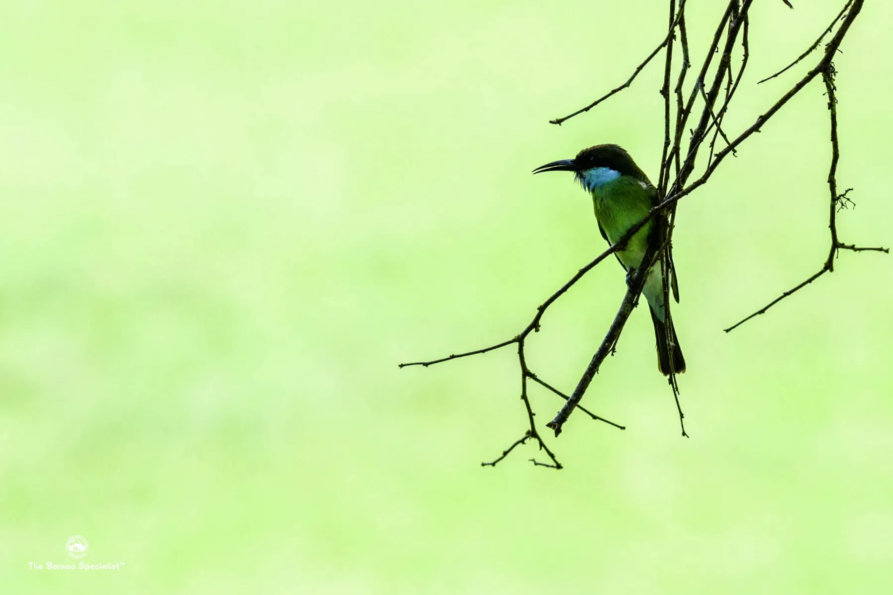 Blue throated bee eater