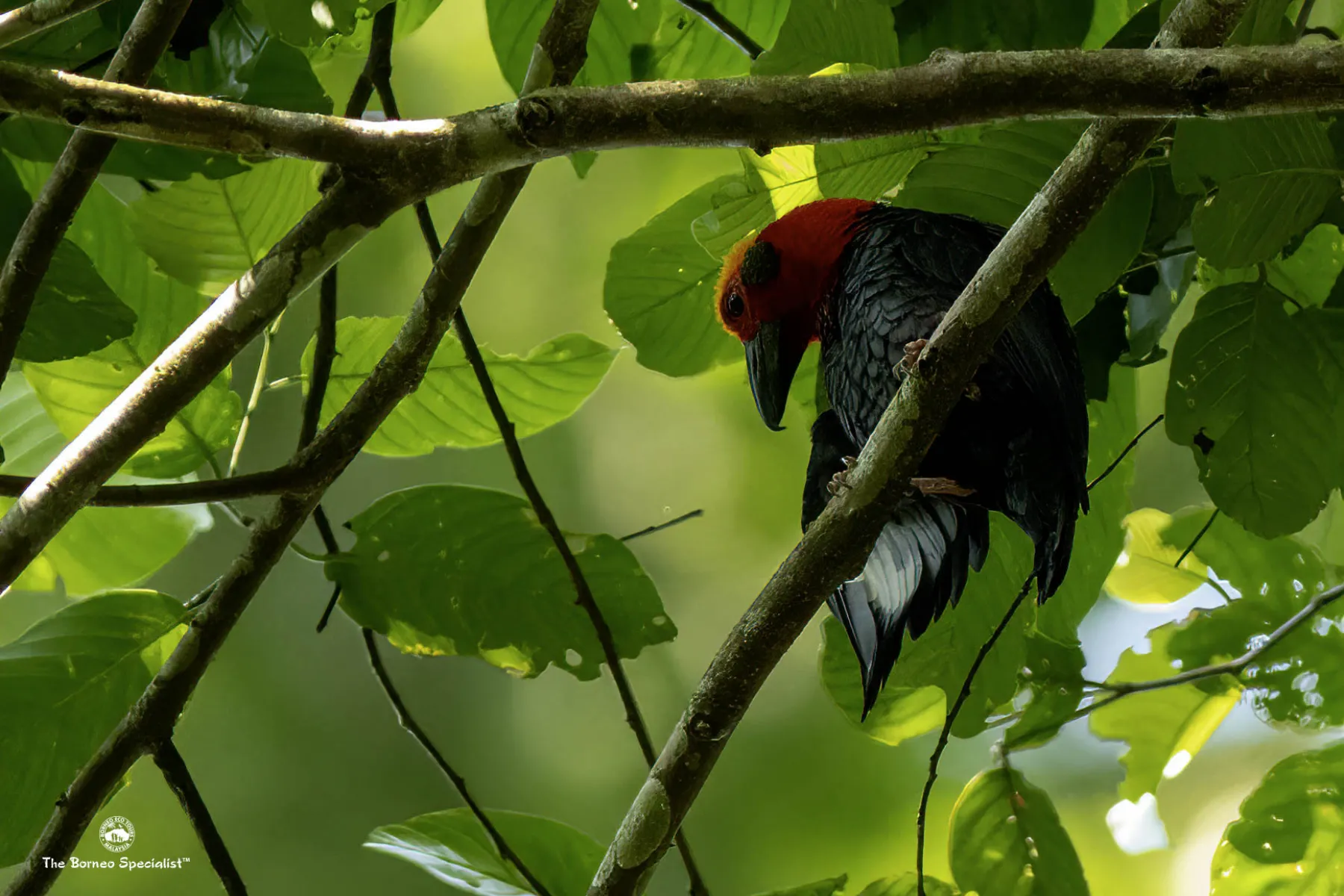 Bornean bristlehead