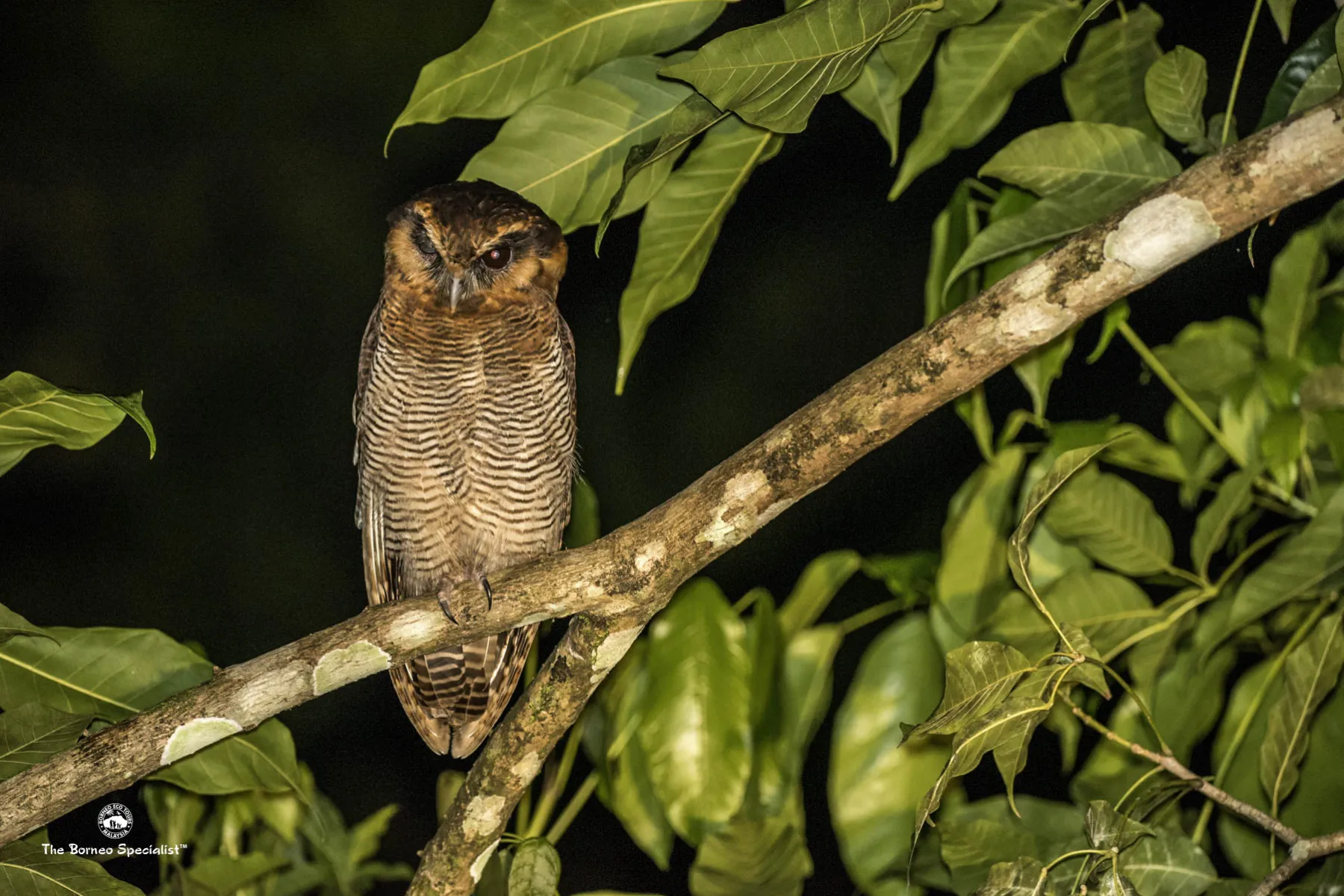 Brown wood owl