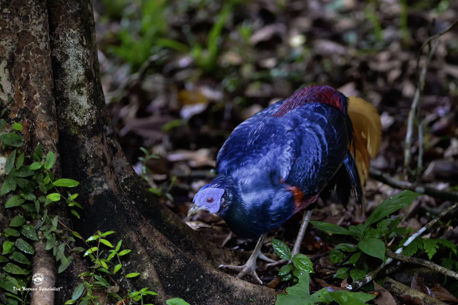 Crested fireback