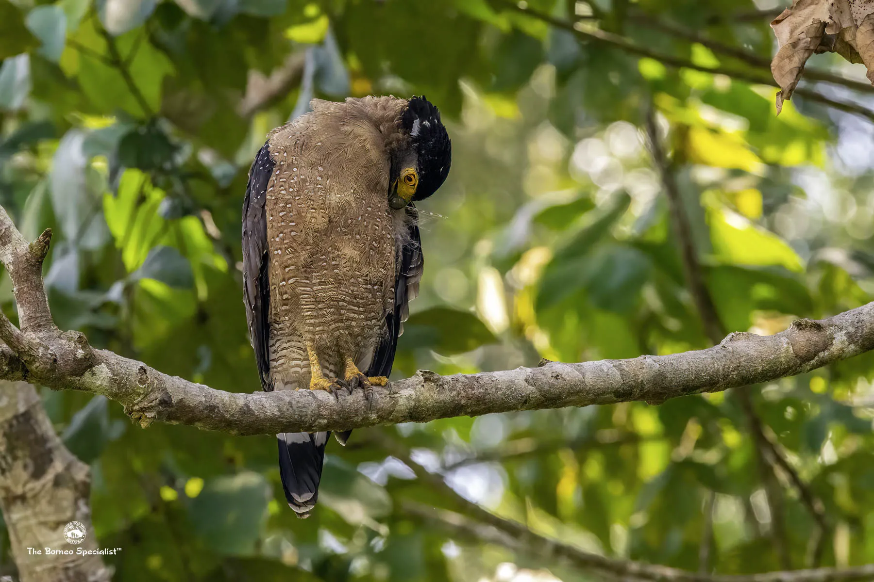 Crested serpent eagle
