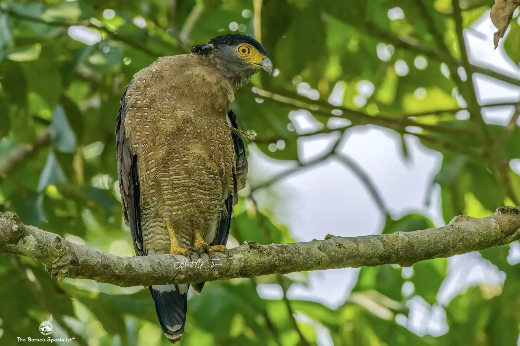 Crested serpent eagle